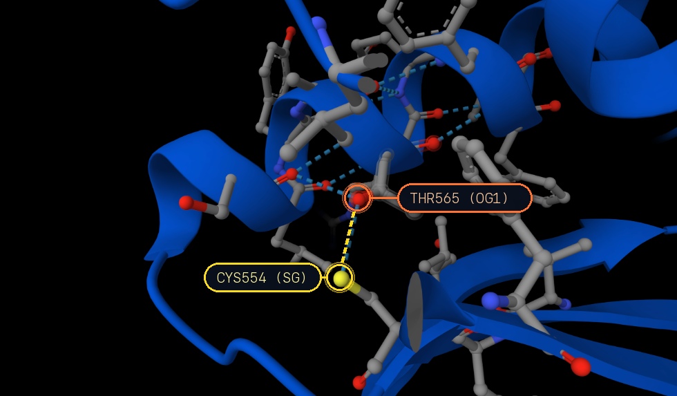 AlphaFold 3 model of A565T: aberrant polar latch / hydrogen bond from Thr565 to Cys554